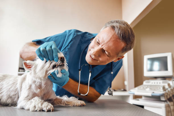Best Pediatric Emergency Dentist in Park Falls, WI